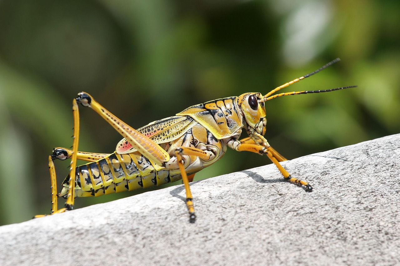 Curated visual reference: Visual Reference: Do Grasshoppers Eat Grass