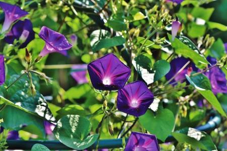 Bindweed