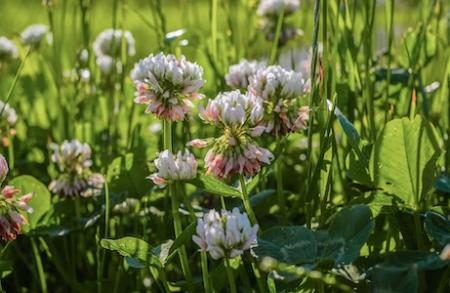 Clover