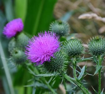 Thistle