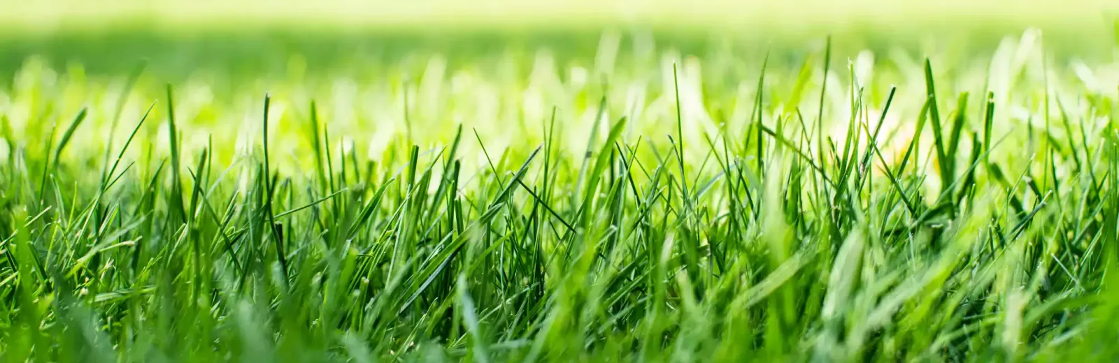 a close up picture of a green lawn