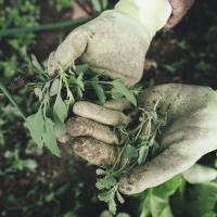Gloved hands hold pulled weeds