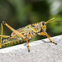 Texas Grasshopper
