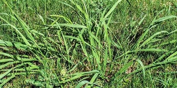 a weed that can be removed by Dr. John's Lawn Prescription